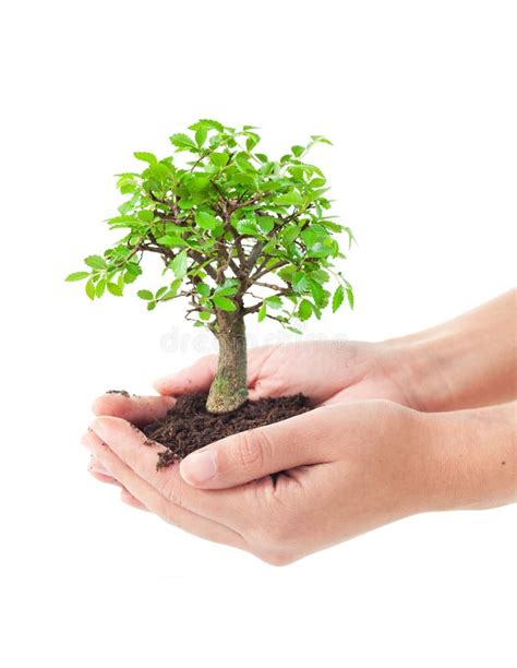 Tree In Hands Stock Image Image Of Life Develop Nature 22245569