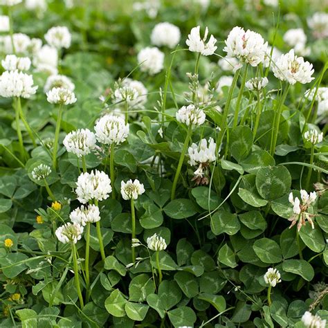 White Clover Seeds, Trifolium repens | American Meadows