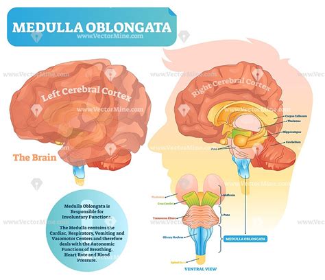 Medulla oblongata anatomical brain vector illustration diagram | Vector illustration, Cerebral ...