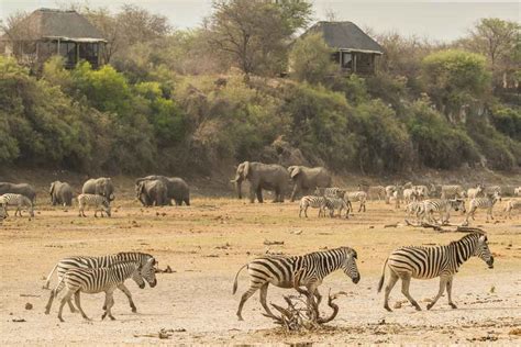 zebra migration  botswana explore travel africa