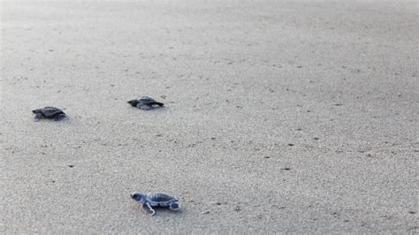 Liberación de tortugas en Puerto Escondido Ruta21 mx