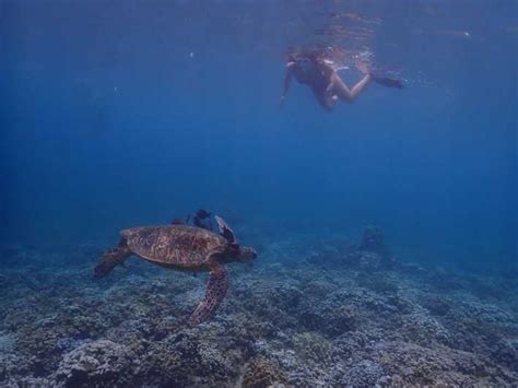 South Maui Molokini Crater And Turtle Town Snorkeling Trip Getyourguide