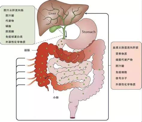 细说“肠道菌群 肠道 肝脏轴”的恩怨情仇 学术资讯 科技工作者之家