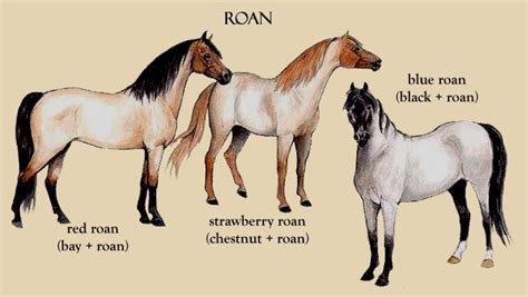 Morgan Colors- Your Information Station for Morgan Color Genetics and ...