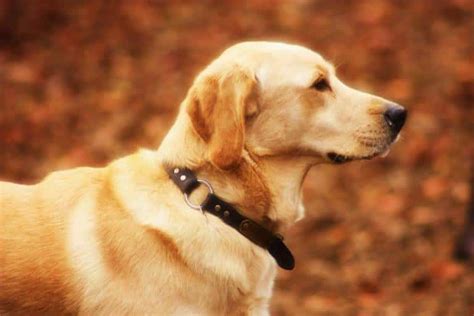 Perro labrador raza características y morfología