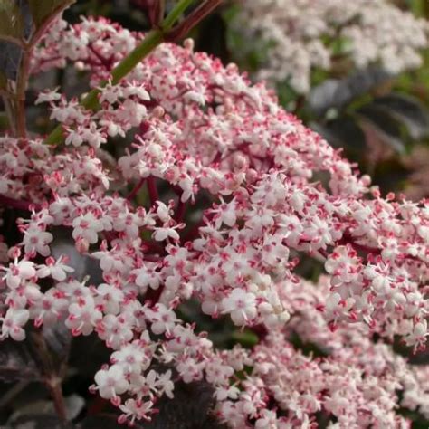 Soc Cu Frunze Ro Ii Sambucus Nigra Black Lace Sweet Garden