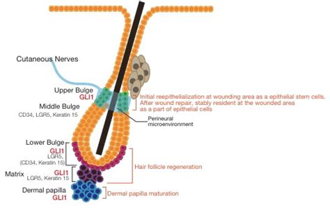 Gli1 Expressing Hair Follicle Stem Cells And Their Roles The