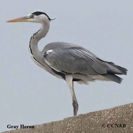 Gray Heron (Ardea cinerea) - GRAH