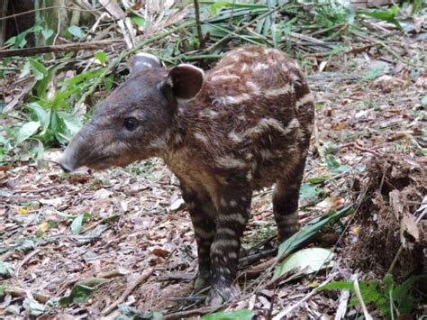 Belize Mammal Spotlight: Baird's Tapir by Anna Fasoli | Nemesis Bird