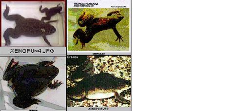 Xenopus Species And Classification