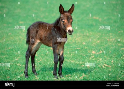 Mule foal, mule, foal (mammals) (mammals) (ungulates) (horses) (odd-toed ungulates) (domestic ...