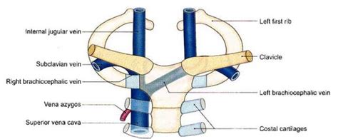 Brachiocephalic Vein Anatomy Tributaries Drainage Learn From Doctor