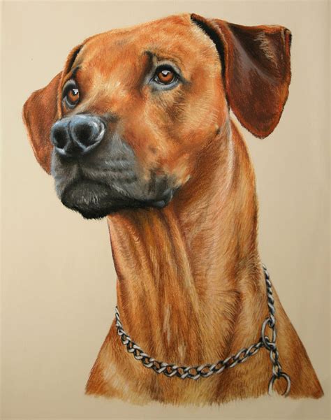 15 Dibujos de perros que de seguro amarás Arte Feed