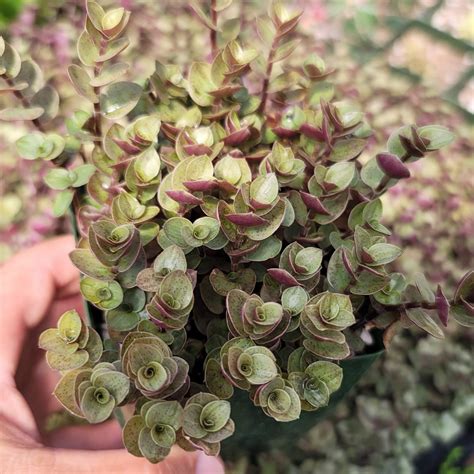 Succulent Callisia repens gold, a native of Central and South America ...