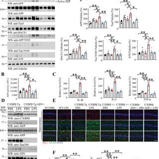 Knockout of AEP from Thy1 C EBPβ transgenic mice alleviates HFD induced