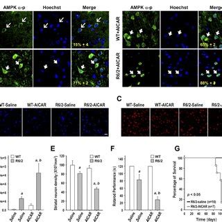 Expression Of Mhtt Causes The Activation And Nuclear Enrichment Of