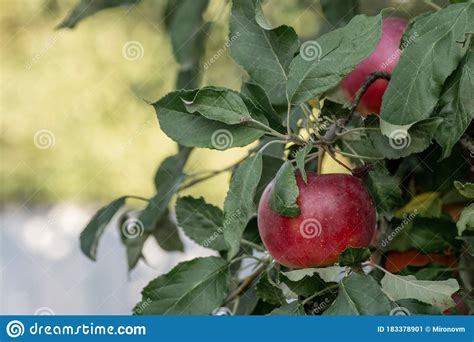 Red Apples On Apple Tree Branch Stock Image Image Of Plant Fall