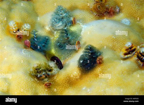 Christmas Tree Worms Spirobranchus Giganteus On Lobe Coral Porites