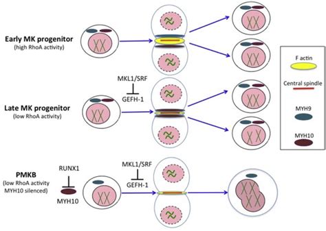 Megakaryocyte And Polyploidization Experimental Hematology