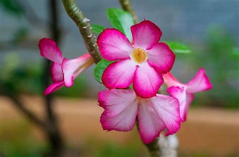 Linda E Resiliente Como Cultivar A Rosa Do Deserto