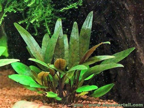 Cryptocoryne Beckettii Cryptocoryne De Beckett Aquaportail