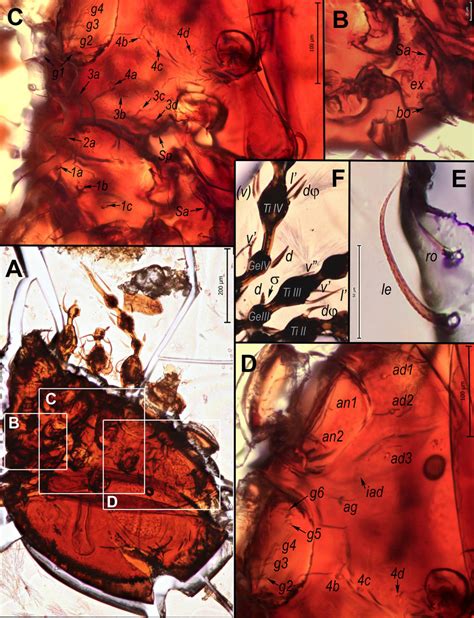 Piribelba piriformis (Mihelčič, 1964), lectotype. A-lateral view with... | Download Scientific ...