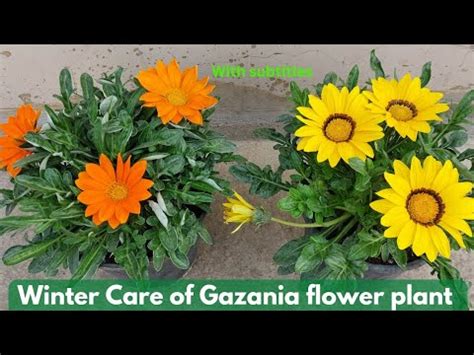 Gazania Flower Plant Care Winter Season Gazania