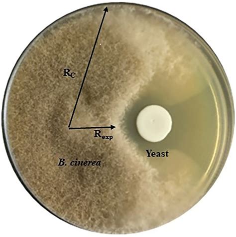 Frontiers Antifungal Activity Of Non Conventional Yeasts Against Botrytis Cinerea And Non