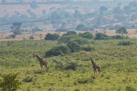 Kigali Visite d une journée complète du parc national d Akagera au