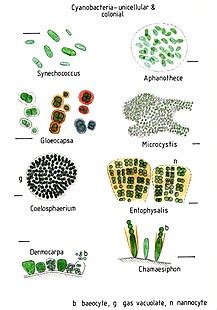 Cyanobacteria - Wikiwand