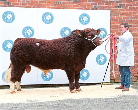 Luing cattle prices among highest ever | Press and Journal