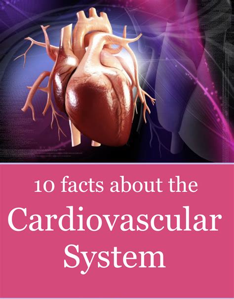 Know Your Heart 10 Facts About The Cardiovascular System… Vistasol