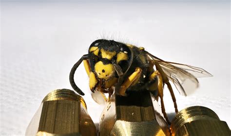 How To Find A Wasp Nest Inside Your House Pest Control Guelph