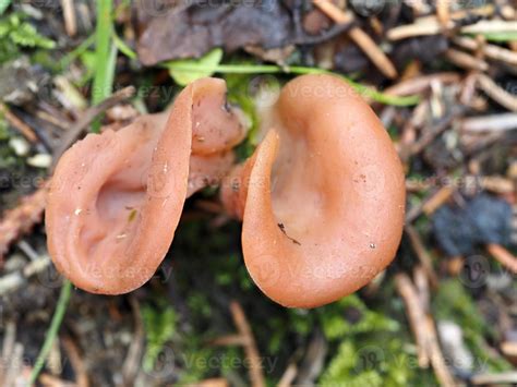 Craterellus Cornucopioides Mushroom 12009473 Stock Photo At Vecteezy