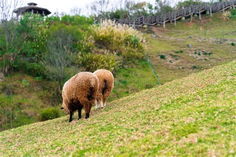 Sheep Back Stock Image Image Of Lamb Farm Education 49724551