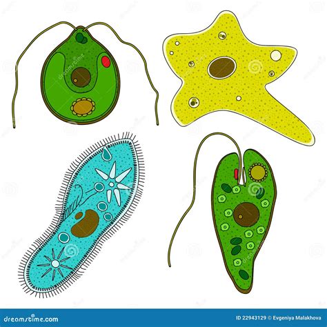 Opiniones de protozoa