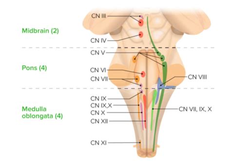 Clin Med Ii Neuro Disorders Of Consciousness Flashcards Quizlet