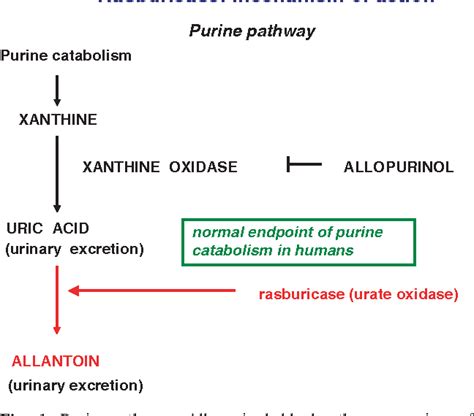 slsi.lk - how long for sulfatrim to work | Remarkable, very allopurinol mechanism of action pdf can