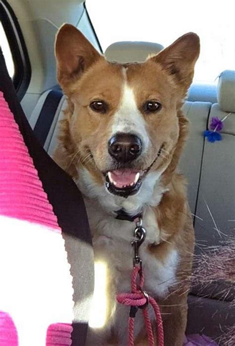 Adopt Hazel on Petfinder | Corgi terrier mix, Terrier mix dogs, Corgi