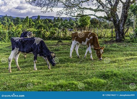 Dairy Cows Are Grazing On Lush Green Grass Grass On A Small Holding In