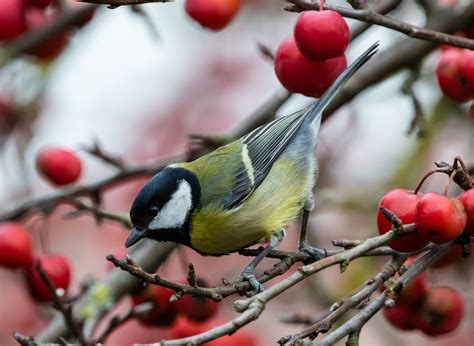 Tierquiz Folge Kohlmeisen Im Winter Ethologisch