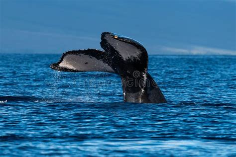 Platija De La Cola De La Ballena Jorobada Cerca De Lahaina En Hawaii