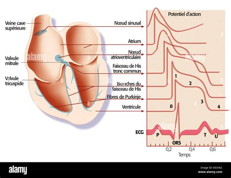 Autonomic nervous system hi-res stock photography and images - Alamy