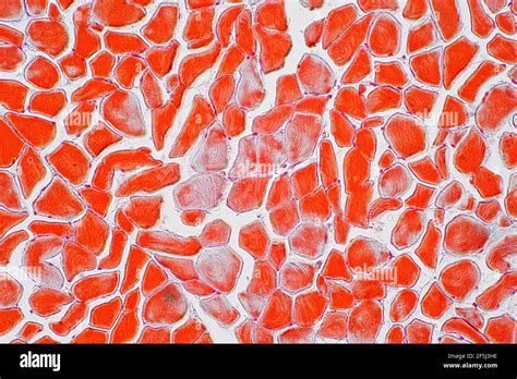 Skeletal Muscle Fiber Hi Res Stock Photography And Images Alamy