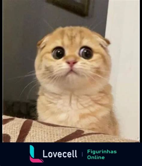 Figurinha Gato Olhos Grandes E Intrigados Para Whatsapp Lovecell