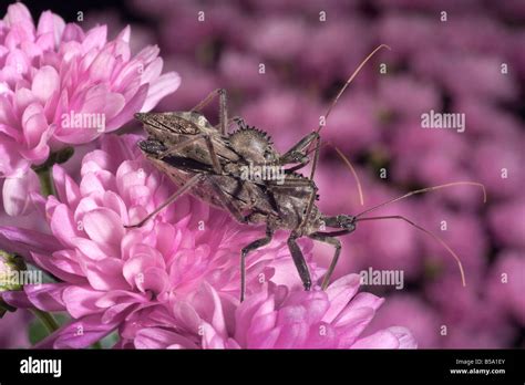 Mating Wheel Bugs Also Assassin Bug Arilus Cristatus Stock Photo Alamy