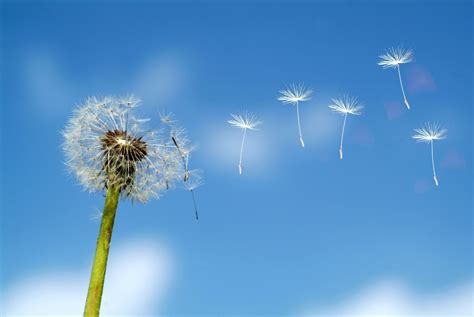 Biology: Seed Dispersal And Germination: Level 1 activity for kids ...