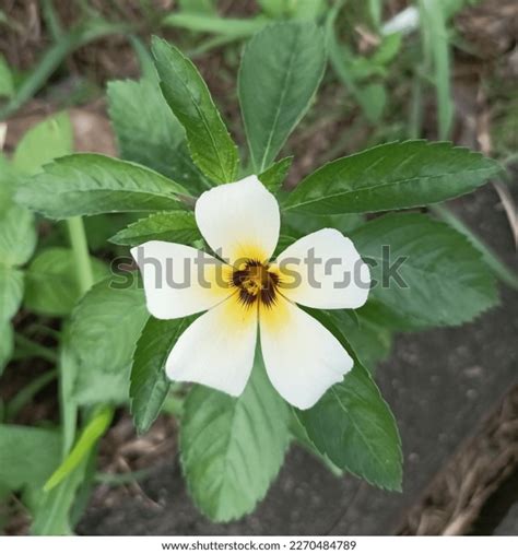 Turnera Subulata Commonly White Buttercup Plant Stock Photo 2270484789