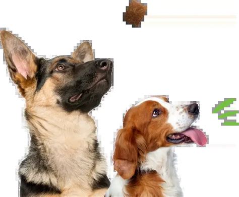 petnc supplement soft chews  dogs