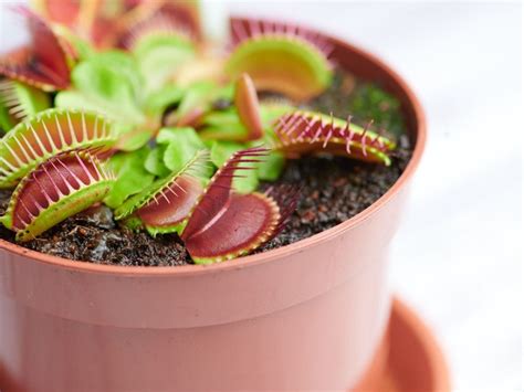 How To Repot Venus Fly Trap Plants Gardening Know How